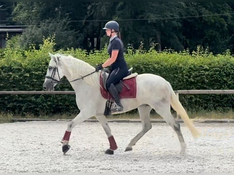 PRE Mare 5 years 15 hh Gray in Neustadt (Wied)