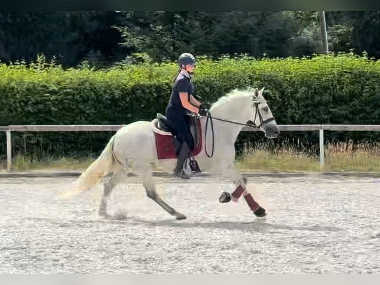 PRE Mare 5 years 15 hh Gray in Neustadt (Wied)