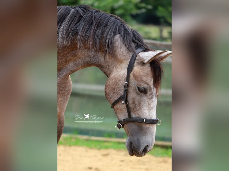 PRE Mare 5 years 15 hh Gray in Bad Laer