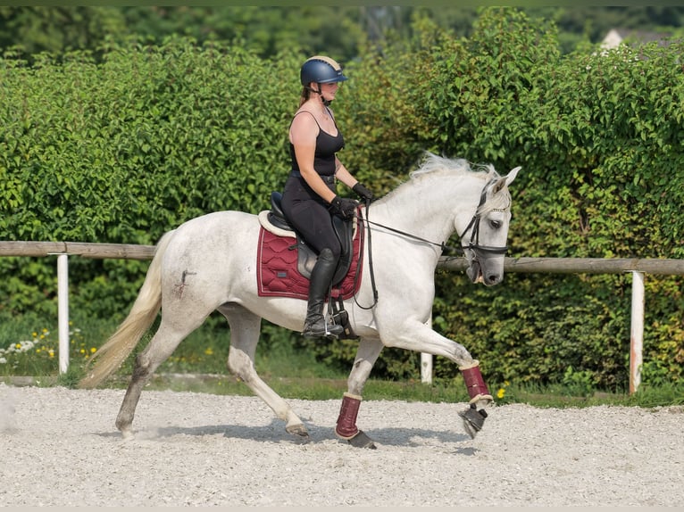 PRE Mare 5 years 15 hh Grey in Neustadt (Wied)