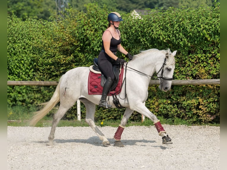 PRE Mare 5 years 15 hh Grey in Neustadt (Wied)