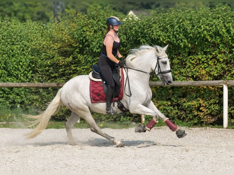PRE Mare 5 years 15 hh Grey in Neustadt (Wied)