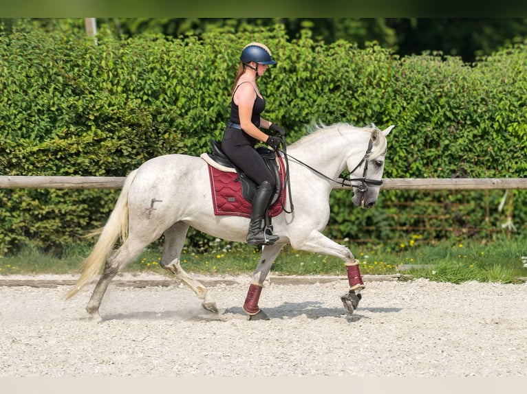 PRE Mare 5 years 15 hh Grey in Neustadt (Wied)