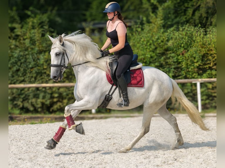PRE Mare 5 years 15 hh Grey in Neustadt (Wied)