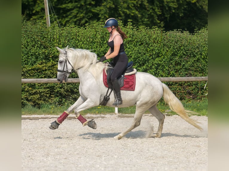 PRE Mare 5 years 15 hh Grey in Neustadt (Wied)