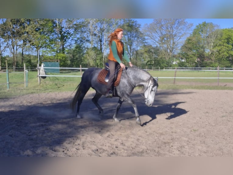 PRE Mix Mare 5 years 15 hh Grey in Ostbevern