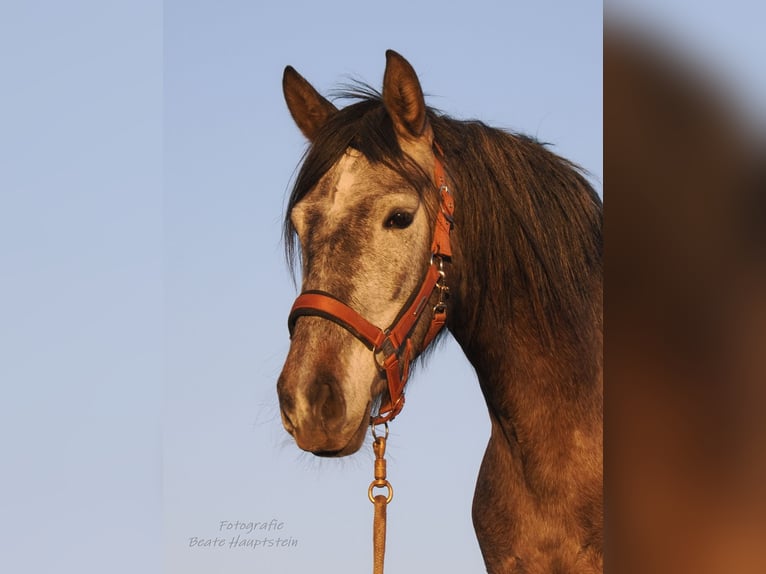 PRE Mare 5 years 15 hh Grey in Ostbevern