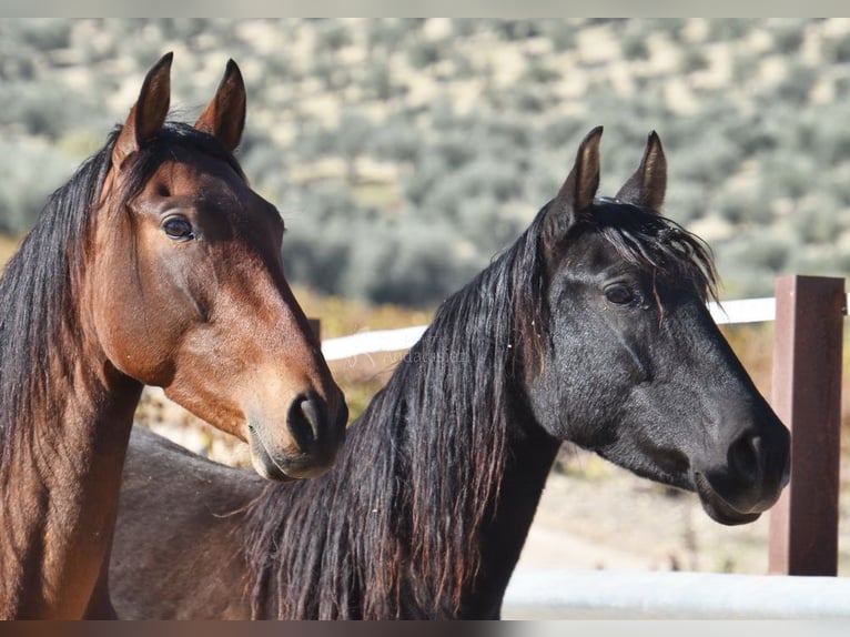 PRE Mare 5 years 15,1 hh Black in Miralvalles