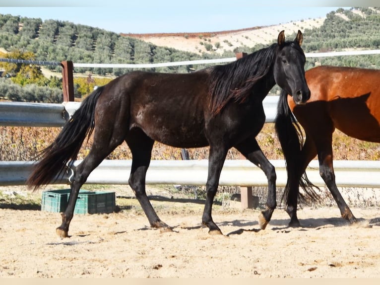 PRE Mare 5 years 15,1 hh Black in Miralvalles