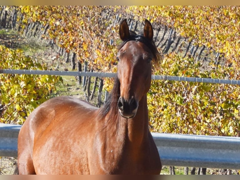 PRE Mare 5 years 15,1 hh Brown in Provinz Cordoba