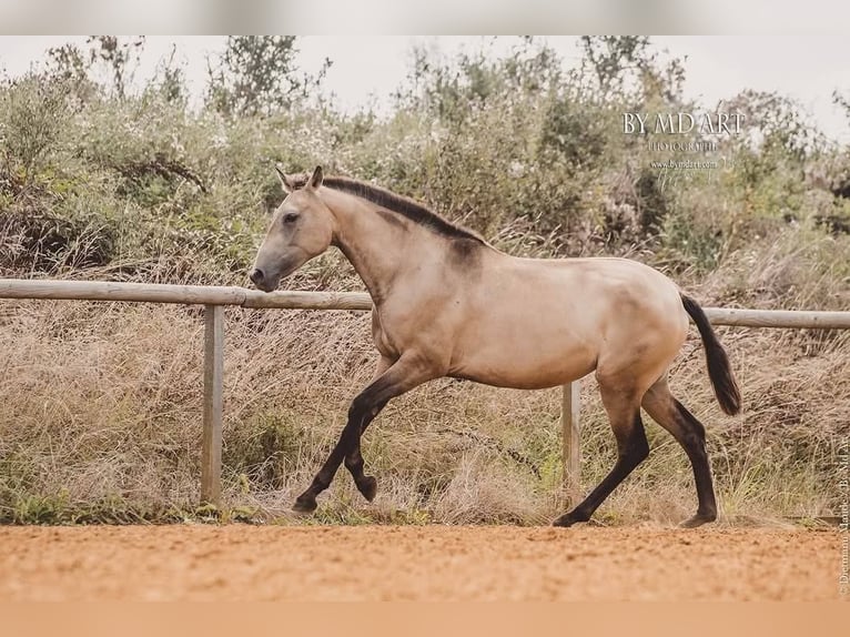 PRE Mare 5 years 15,1 hh Dun in Lamorlaye