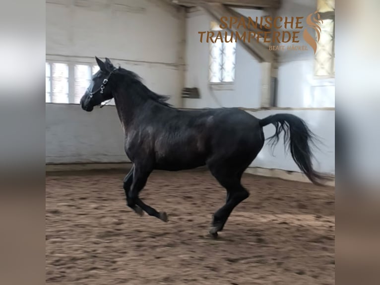 PRE Mix Mare 5 years 15,2 hh Black in Traventhal