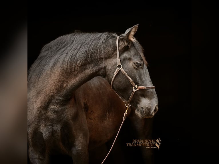 PRE Mix Mare 5 years 15,2 hh Black in Traventhal