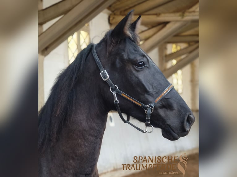 PRE Mare 5 years 15,2 hh Black in Traventhal