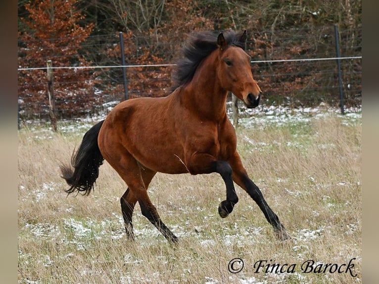 PRE Mare 5 years 15,2 hh Brown in Wiebelsheim