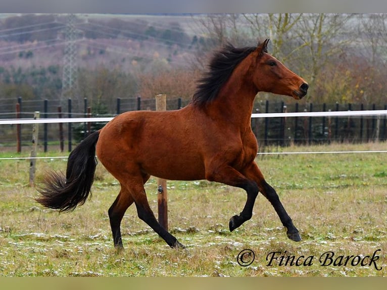 PRE Mare 5 years 15,2 hh Brown in Wiebelsheim