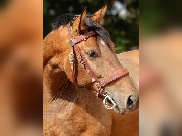 PRE Mix Mare 5 years 15,2 hh Brown in Valencia