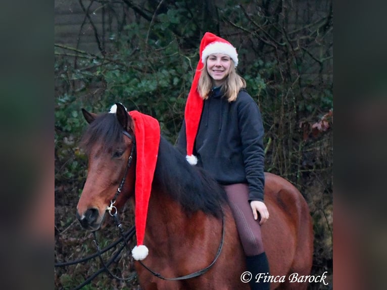 PRE Mare 5 years 15,2 hh Brown in Wiebelsheim