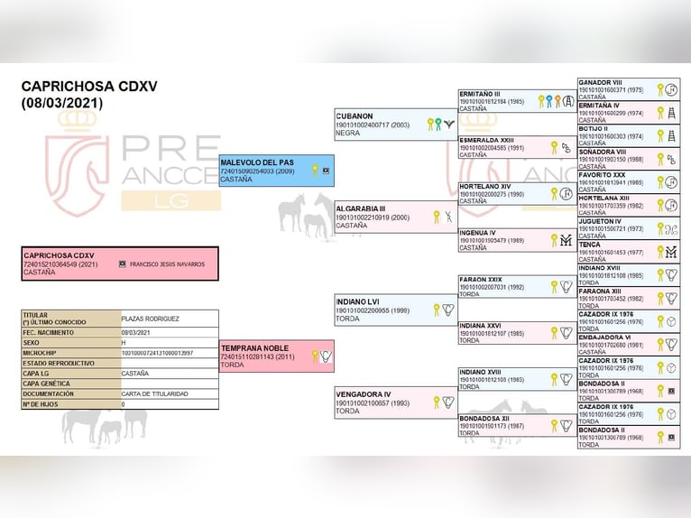 PRE Mare 5 years 15,2 hh Brown in Wiebelsheim