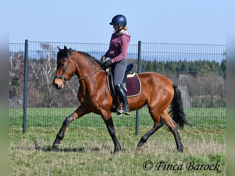 PRE Mare 5 years 15,2 hh Brown in Wiebelsheim