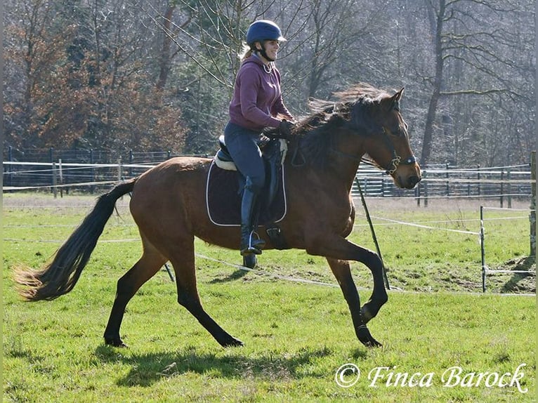PRE Mare 5 years 15,2 hh Brown in Wiebelsheim