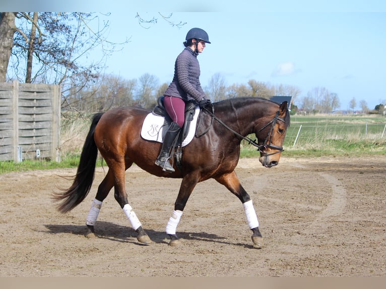 PRE Mix Mare 5 years 15,2 hh Brown in Wremen