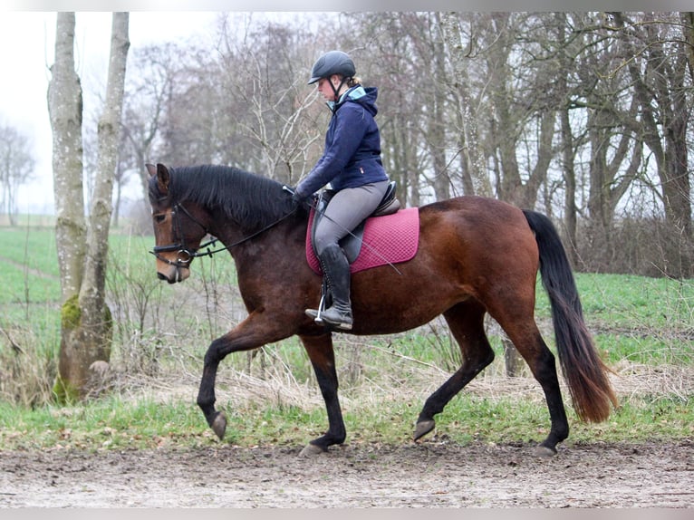 PRE Mare 5 years 15,2 hh Brown in Wremen