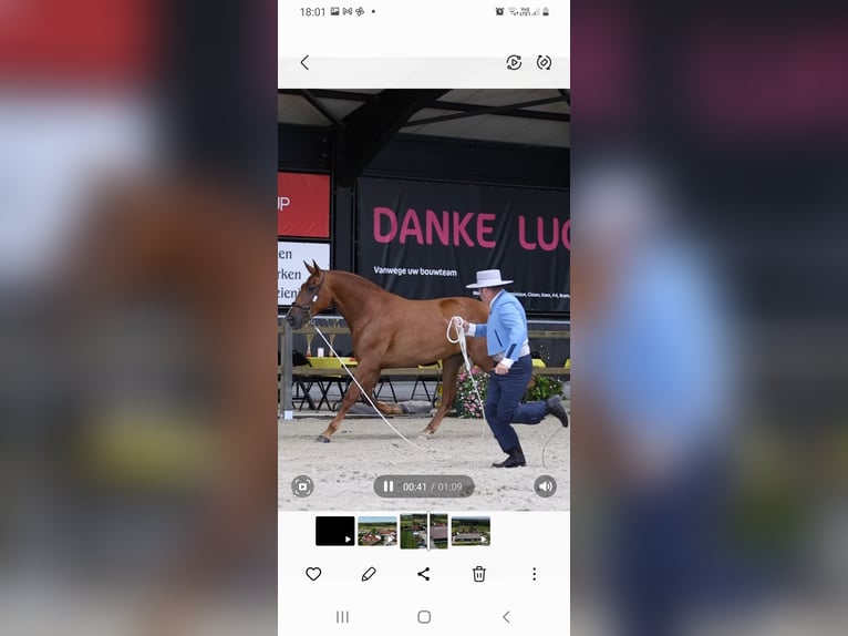 PRE Mare 5 years 15,2 hh Chestnut-Red in Ranst