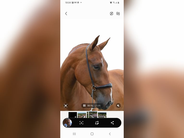 PRE Mare 5 years 15,2 hh Chestnut-Red in Ranst