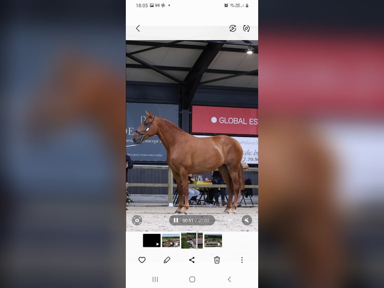 PRE Mare 5 years 15,2 hh Chestnut-Red in Ranst