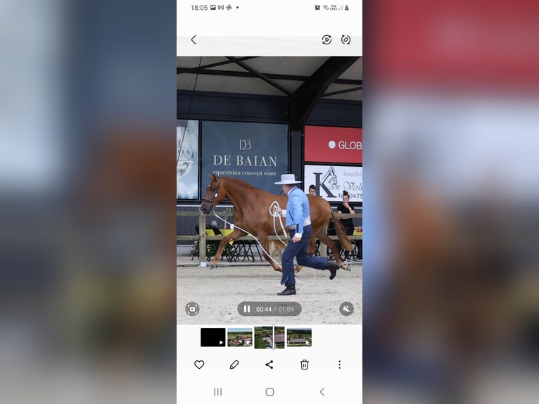 PRE Mare 5 years 15,2 hh Chestnut-Red in Ranst