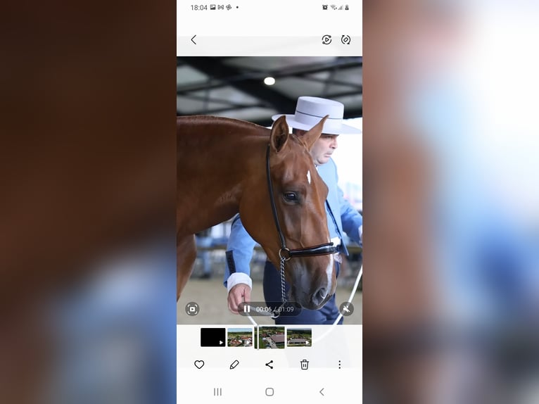 PRE Mare 5 years 15,2 hh Chestnut-Red in Ranst