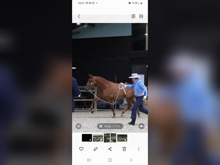 PRE Mare 5 years 15,2 hh Chestnut-Red in Ranst