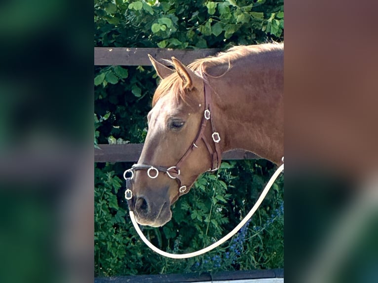 PRE Mare 5 years 15,2 hh Chestnut-Red in StahnsdorfStahnsdorf