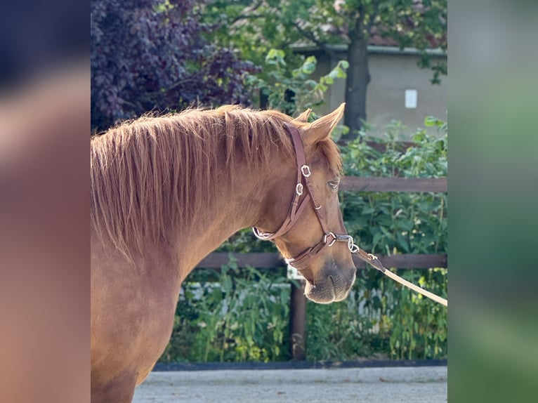 PRE Mare 5 years 15,2 hh Chestnut-Red in StahnsdorfStahnsdorf