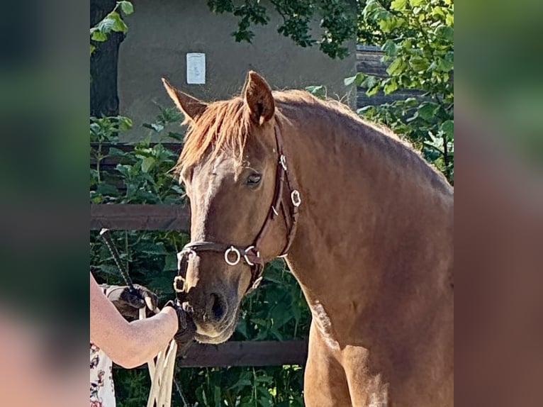 PRE Mare 5 years 15,2 hh Chestnut-Red in StahnsdorfStahnsdorf