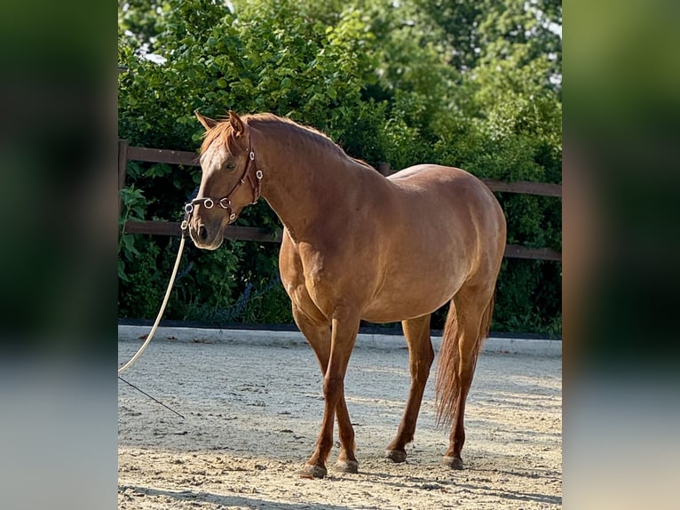 PRE Mare 5 years 15,2 hh Chestnut-Red in StahnsdorfStahnsdorf