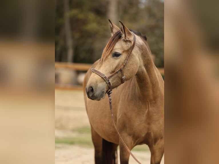 PRE Mix Mare 5 years 15,2 hh Dun in Pedret i Marzá  ( Girona )