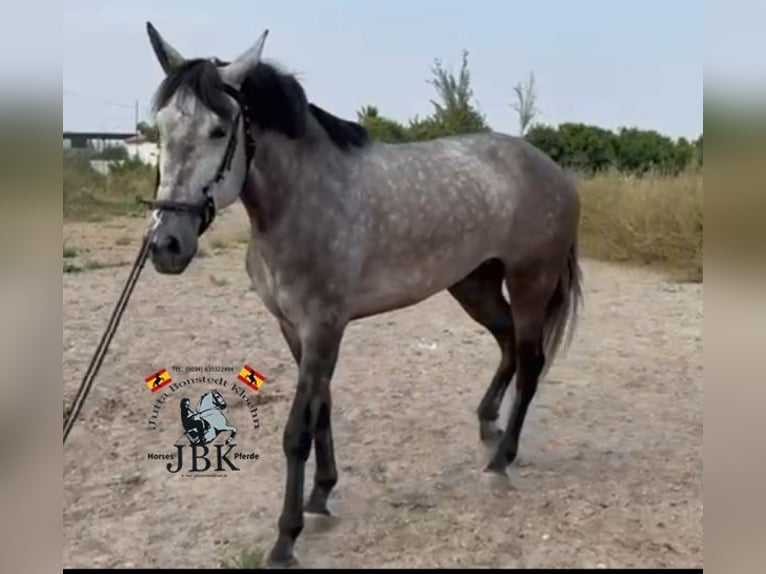 PRE Mix Mare 5 years 15,2 hh Gray in Tabernas Almeria