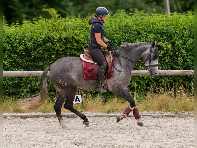 PRE Mix Mare 5 years 15,2 hh Grey-Blue-Tan in Neustadt (Wied)