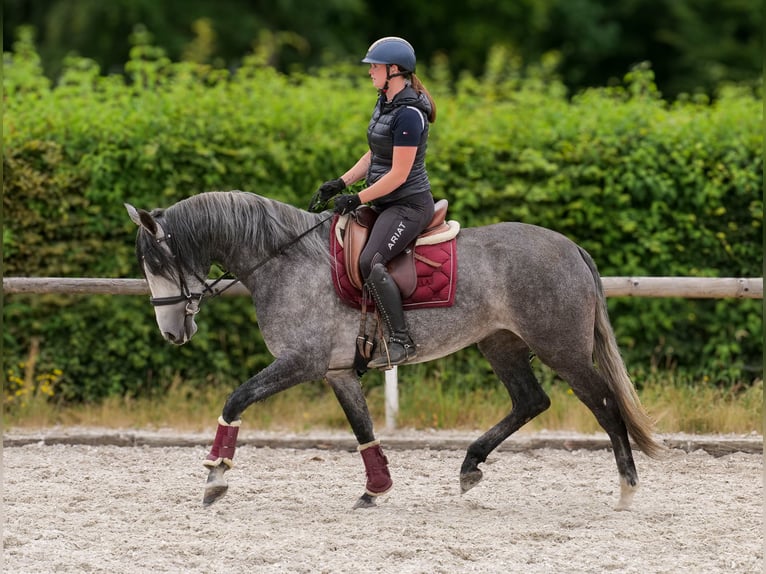 PRE Mix Mare 5 years 15,2 hh Grey-Blue-Tan in Neustadt (Wied)