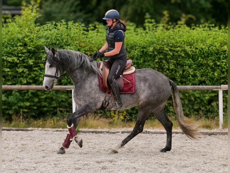PRE Mix Mare 5 years 15,2 hh Grey-Blue-Tan in Neustadt (Wied)