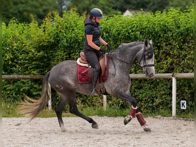 PRE Mix Mare 5 years 15,2 hh Grey-Blue-Tan in Neustadt (Wied)