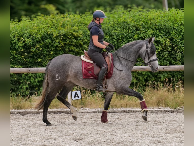 PRE Mix Mare 5 years 15,2 hh Grey-Blue-Tan in Neustadt (Wied)