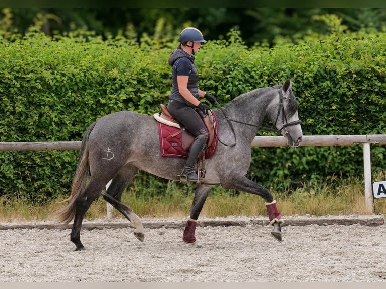 PRE Mix Mare 5 years 15,2 hh Grey-Blue-Tan in Neustadt (Wied)