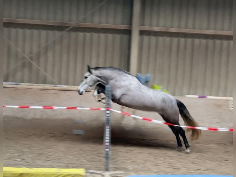 PRE Mix Mare 5 years 15,2 hh Grey-Blue-Tan in Würzburg