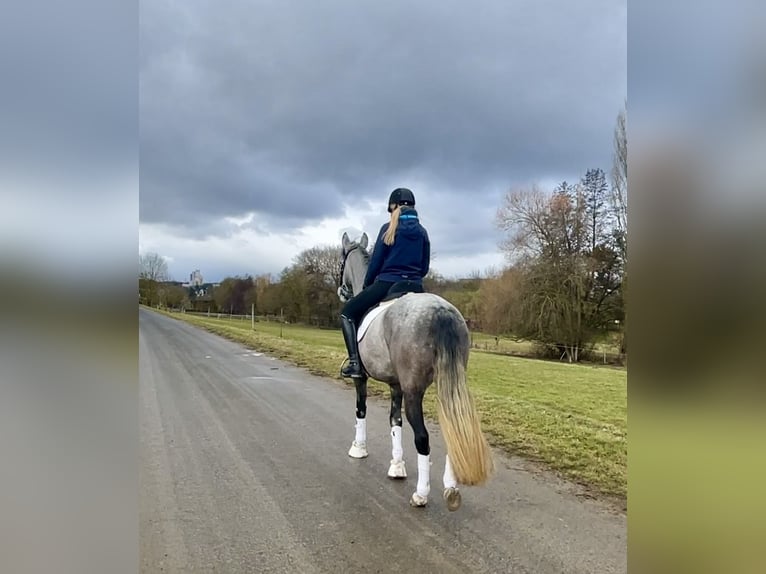 PRE Mix Mare 5 years 15,2 hh Grey-Blue-Tan in Würzburg
