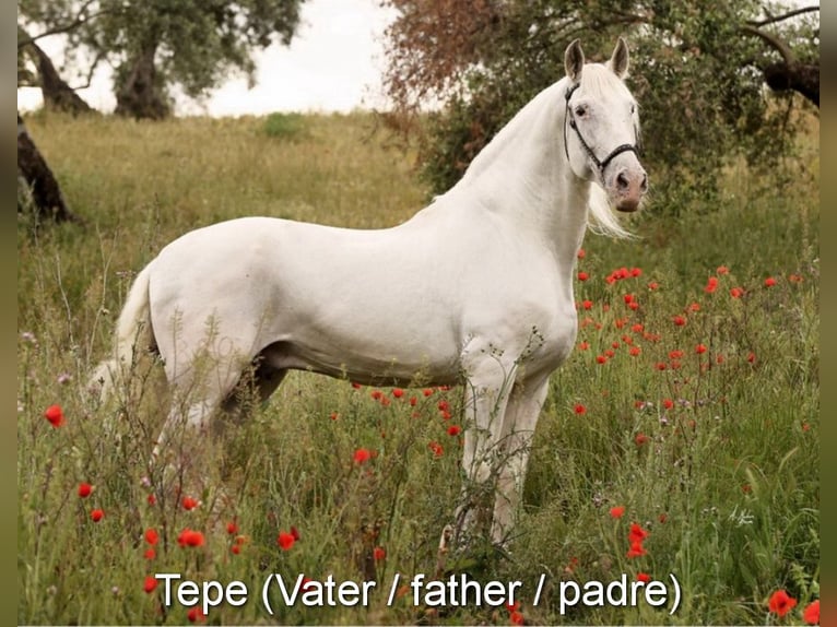 PRE Mare 5 years 15,2 hh Grey in Provinz Malaga