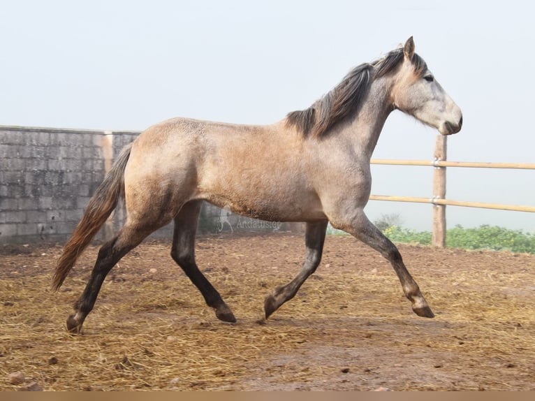 PRE Mare 5 years 15,2 hh Grey in Provinz Malaga