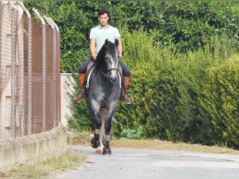PRE Mare 5 years 15,2 hh Grey in Provinz Malaga